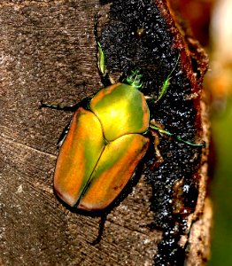 FIG BEETLE (Cotinis nitida) (10-26-2015) national butterfly center, mission, hidalgo co, tx (2) photo