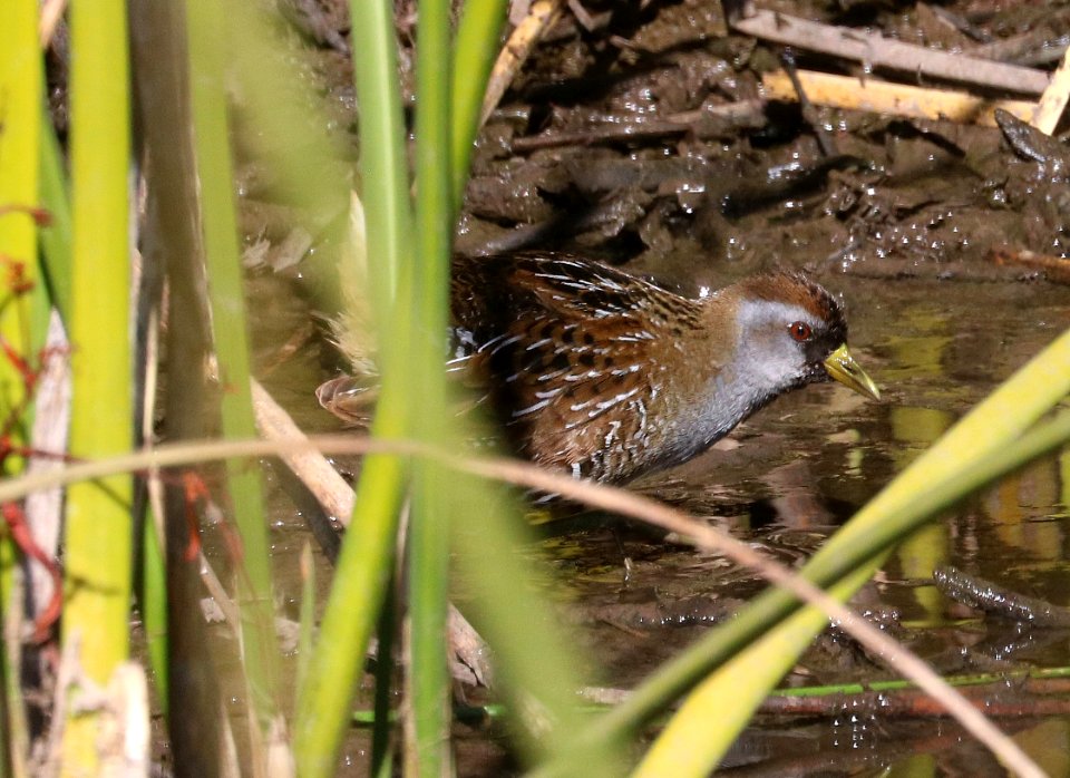 240 - SORA (12-14-2017) san rafael grasslands, santa cruz co, az -09