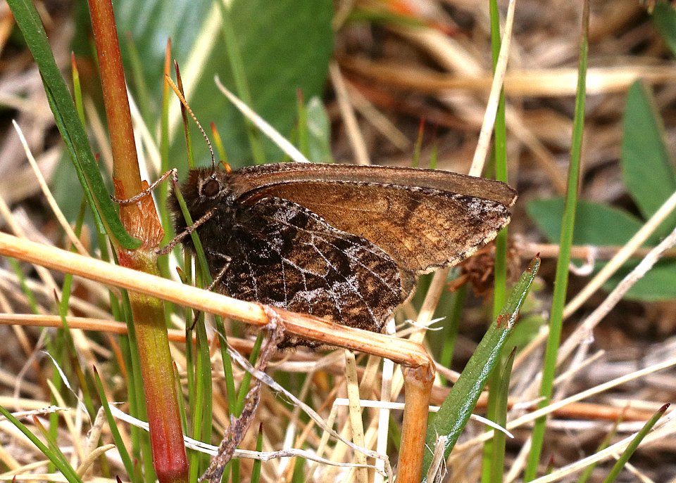 ARCTIC, WHITE-VEINED (Oeneis bore edwardsii) (7-20-2020) 10000 ft, bear tooth hwy, park co, wy (1)