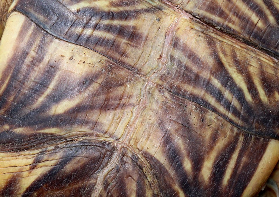 TURTLE, ORNATE BOX (Terrapene ornata) (9-12-11) blue have road, patagonia, scc, az -02