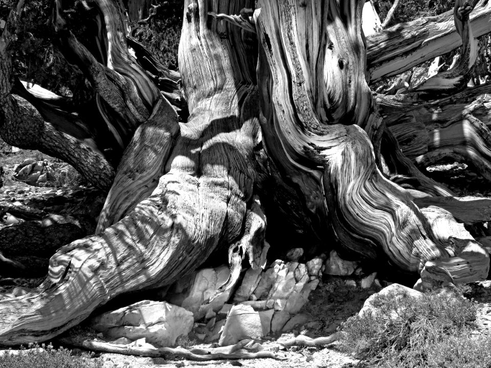 INYO BRISTLECONES & CAMPSITE (8-13-2017) - 15a BW