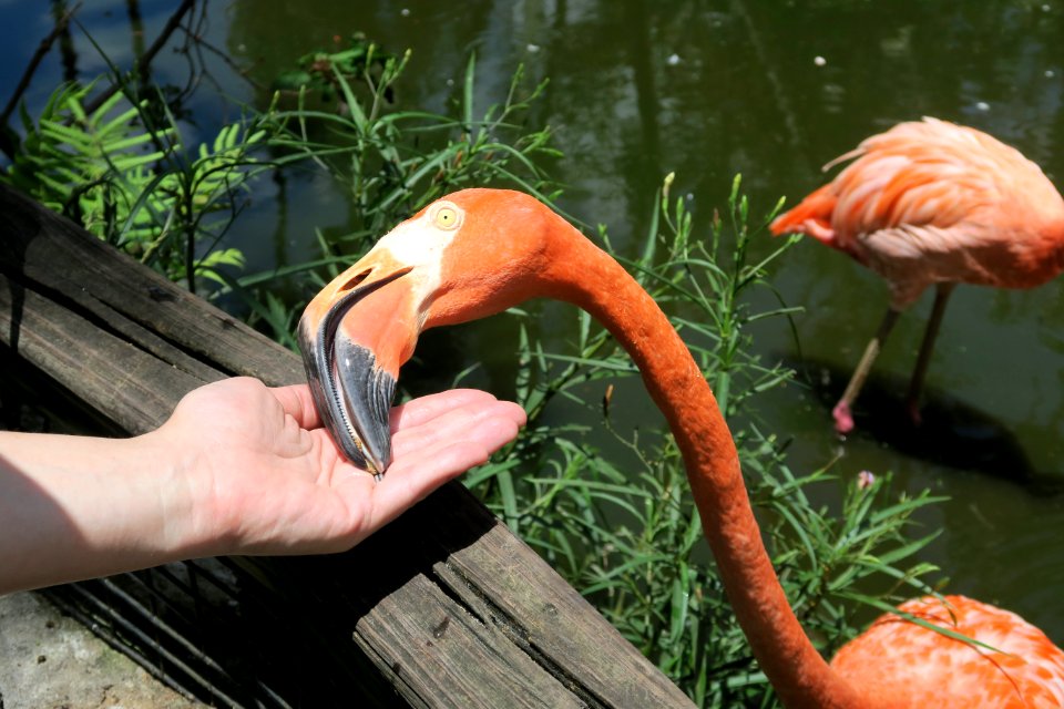 Flamingo eating out of your hand