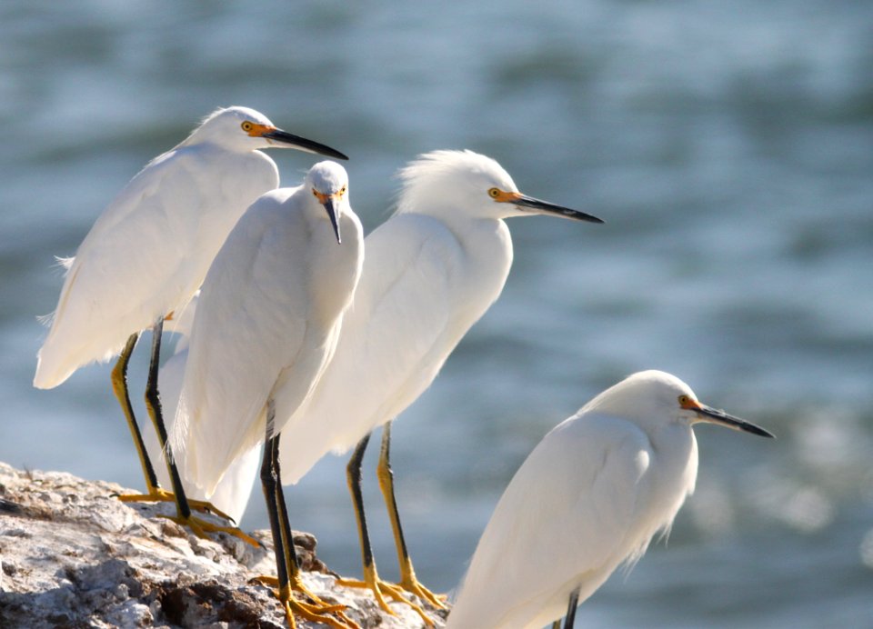 EGRET. SNOWY (11-17-09) estero bluffs state park -02