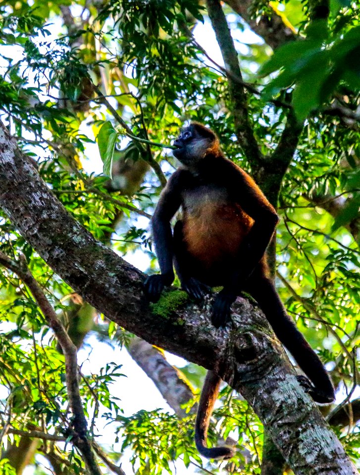 Spider Monkey