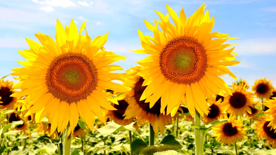 Sunflower field plants summer