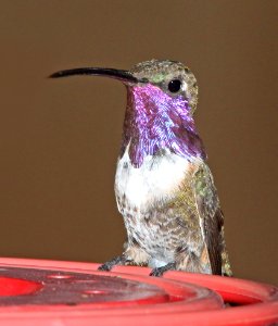 497 - LUCIFER'S HUMMINGBIRD (9-8-10) male, ash cyn b&b, sierra vista, az  (2)