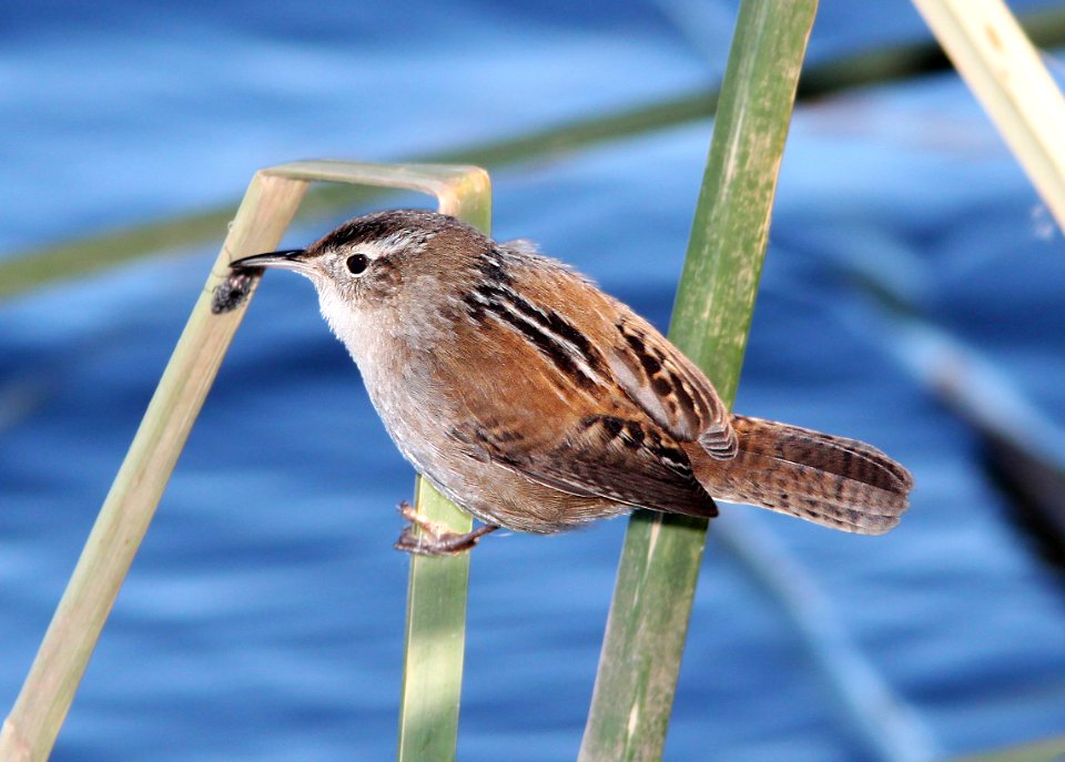 696 - MARSH WREN (12-15-10) patagonia lake, scc, az - (1)