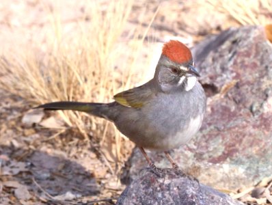 859 - GREEN-TAILED TOWHEE (2-13-2021) san pedro house, cochise co, az -03