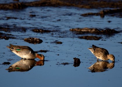 Green-winged teal photo