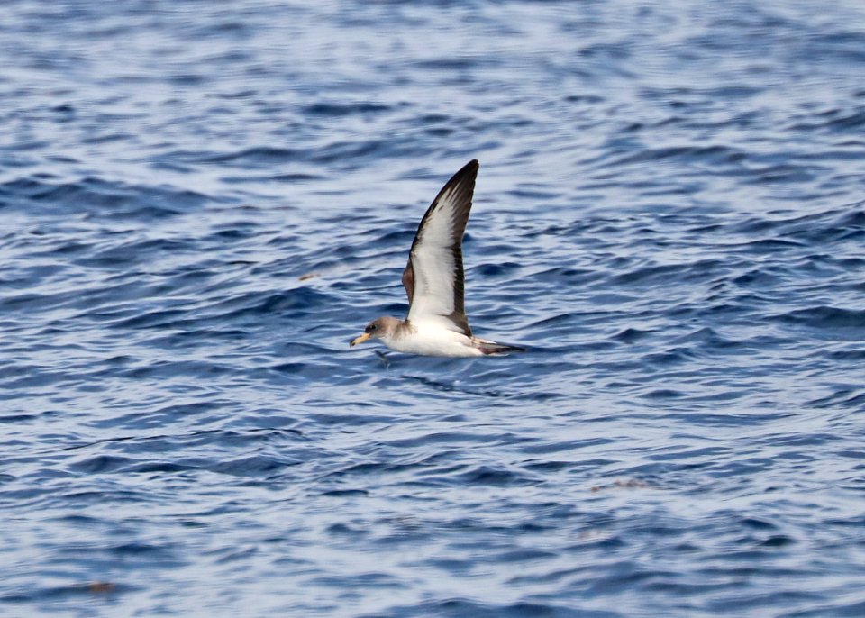 127 - SCOPOLI'S CORY'S SHEARWATER (5-31-2017) off hatteras, dare co, nc (4)