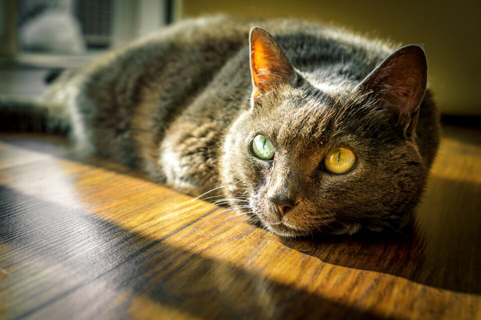 Pet animal domestic