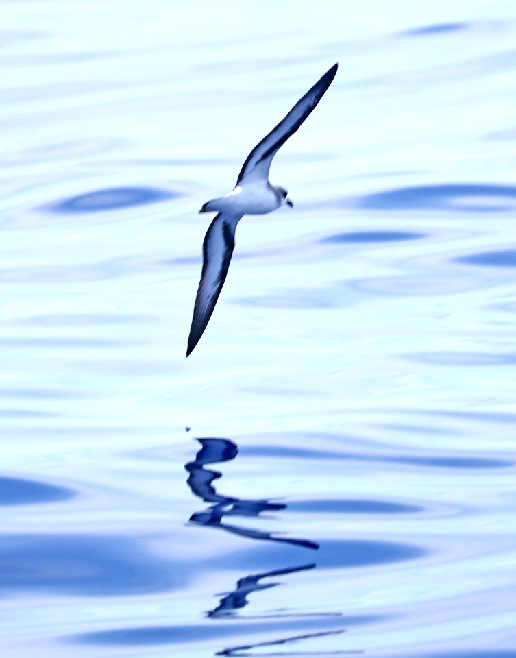 BLACK-WINGED PETREL (9-15-2017) kona pelagic trip, kona, hawai'i co, hawaii