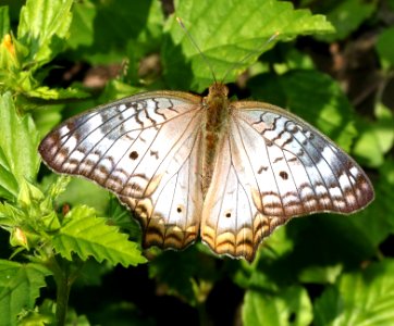 PEACOCK, WHITE (Anartia jatrophae) (10-26-2015) national butterfly center, mission, hidalgo co, tx