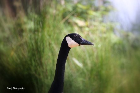 Canadian Duck