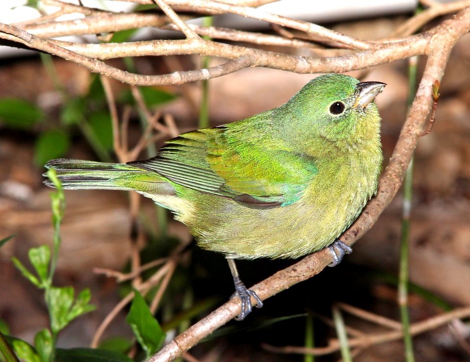 926 - PAINTED BUNTING (3-9-13) key west tropical forest and botanical garden, key west, monroe co, fl  (1)