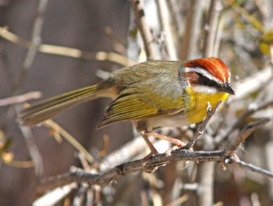 845 - RUFOUS-CAPPED WARBLER (1-13-14) florida wash, pima co, az - 08