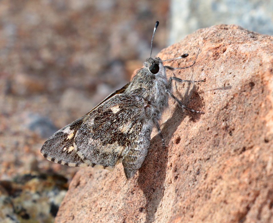 GIANT-SKIPPER, POLING'S (Agathymus polingi) (10-14-2019) sonoita creek state natural area, santa cruz co, az -16