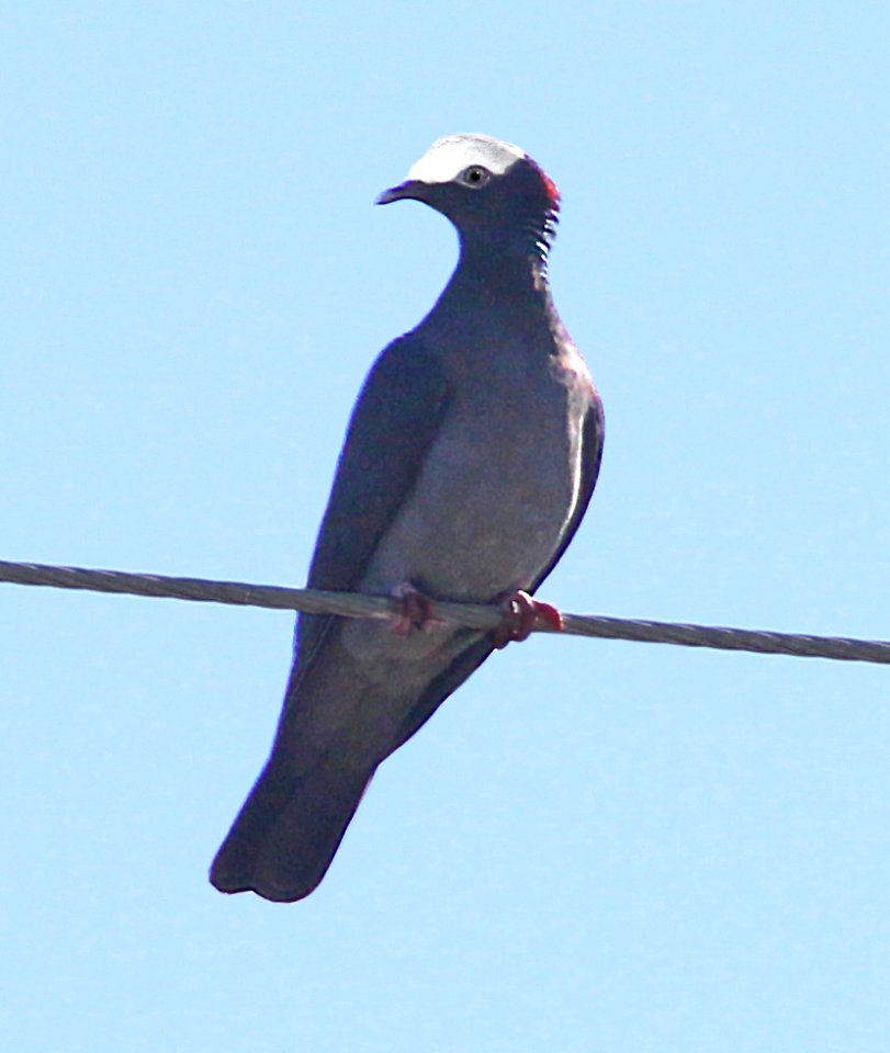 424 - WHITE-CROWNED PIGEON (3-7-13) ramrod key, monroe co, fl  (4)
