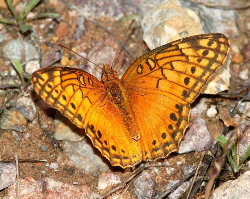 FRITILLARY, MEXICAN (Euptoieta hegesia) (10-9-12) sawmill cyn, huachuca mts, cochise co, az -01