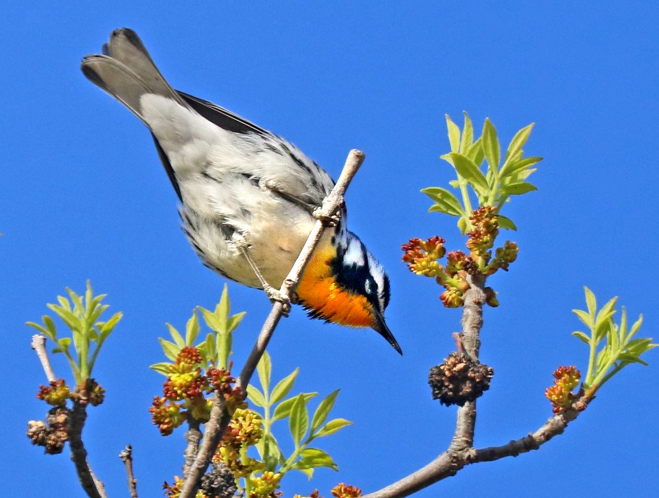 836 - YELLOW-THROATED WARBLER (2-29-2016) patagonia, santa cruz co, az -06