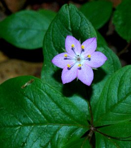 STARFLOWER (trientalis latifolia) (4-6-07) cerro alto rd, morro bay, slo co, ca
