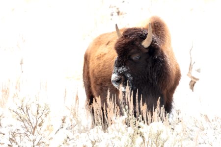 Bison feeding in the snow