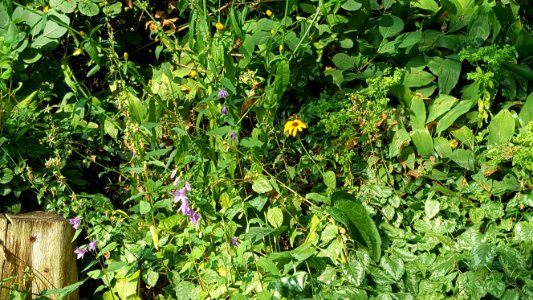 Yellow and Purple Flowers 2