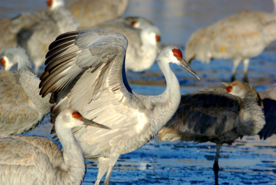 249 - SANDHILL CRANE (1-29-09) bosque del apache nwr, nm (10)