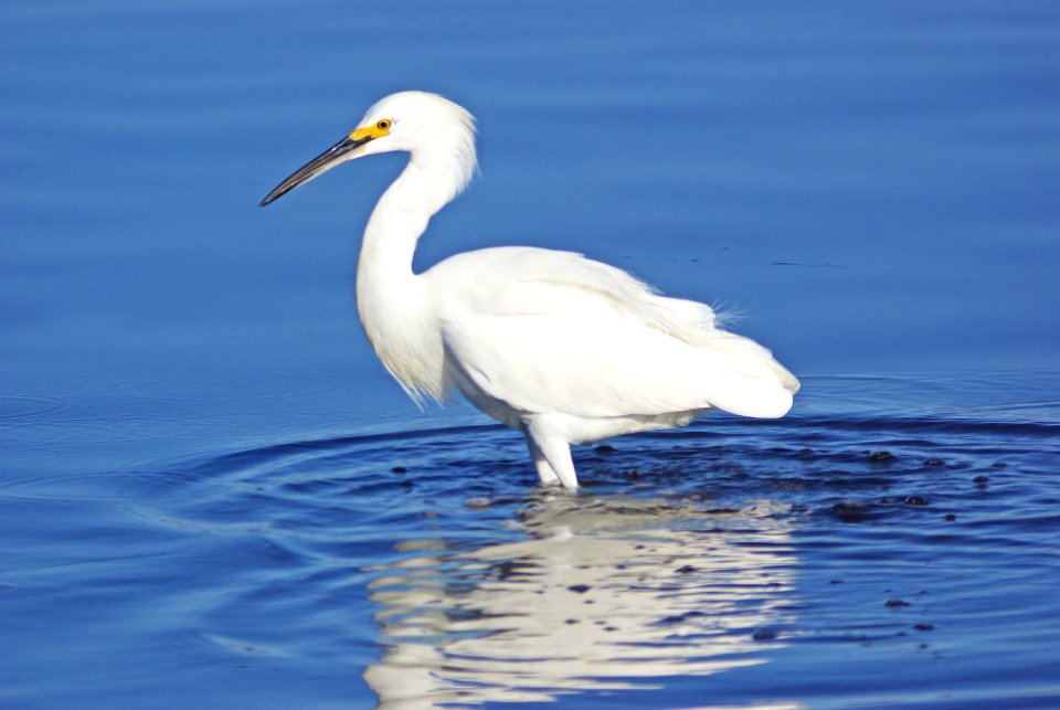 188 - SNOWY EGRET (1-31-08) sloco, ca (2)