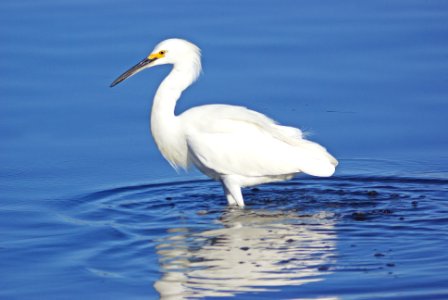 188 - SNOWY EGRET (1-31-08) sloco, ca (2)