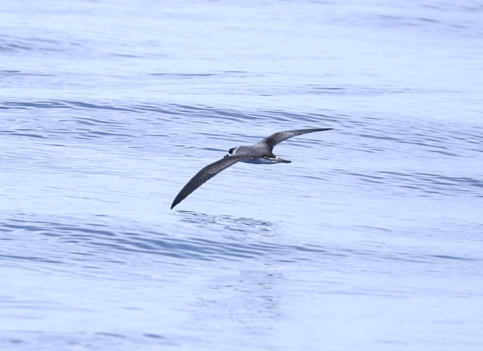 JUAN FERNANDEZ PETREL (9-15-2017) kona pelagic trip, kona, hawai'i co, hawaii -04