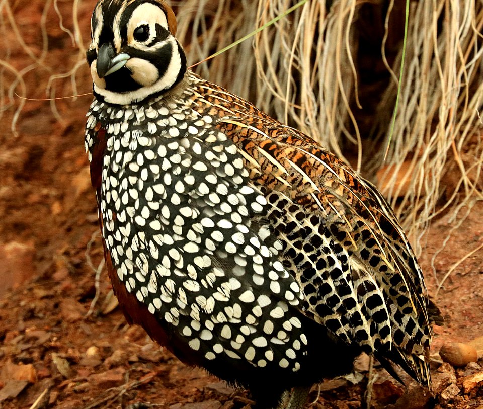 072 - MONTEZUMA QUAIL (8-24-2019) copper cyn, huachuca mts, cochise co, az -03