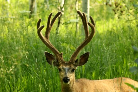DEER, MULE (    ) (7-30-2019) 8500ft, just south of mc clure pass, gunnison nat for, gunnison co, co  (2)