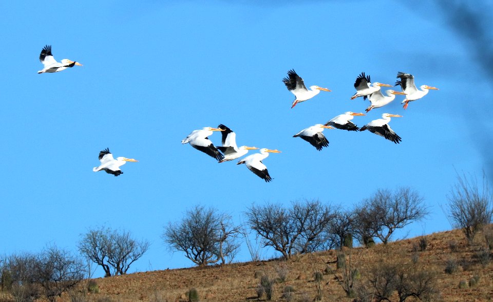 175 - WHITE PELICAN (2-26-2016) patagonia lake, santa cruz co, az -04