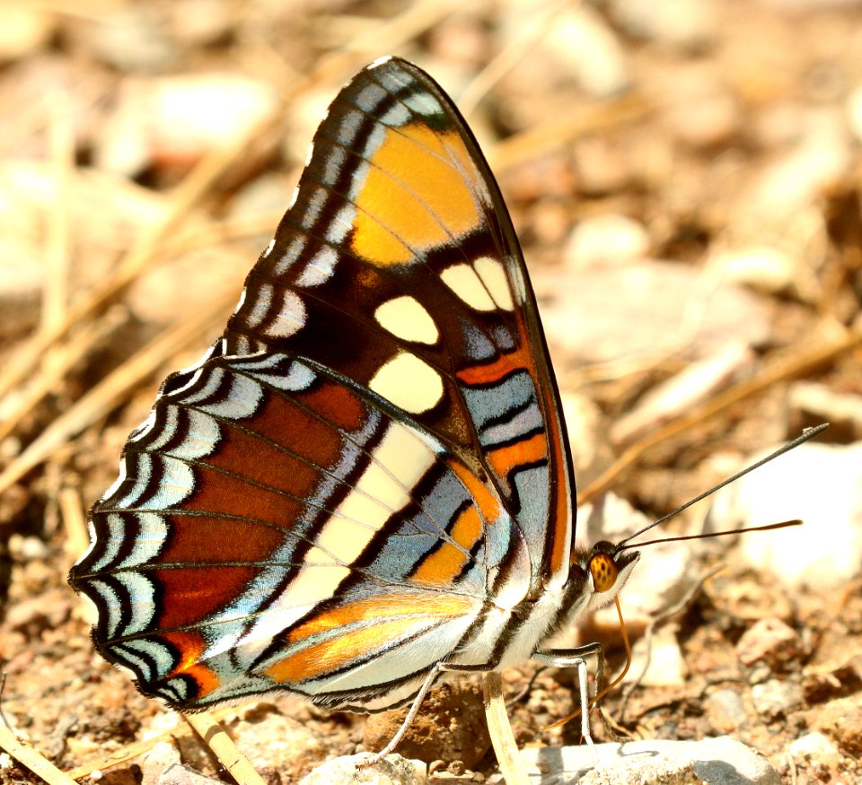 SISTER, ARIZONA (Adelpha eulalia) (9-3-2019) sawmill canyon, huachuca mts, cochise co, az -02