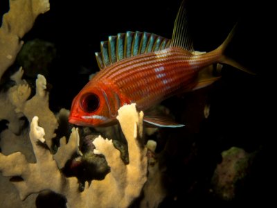 SquirrelFish-1
