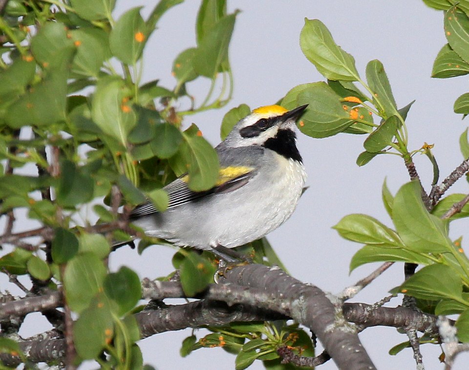 801 - GOLDEN-WINGED WARBLER (6-6-2015) cram rd powelines south, leicester, addison co, vermont -05