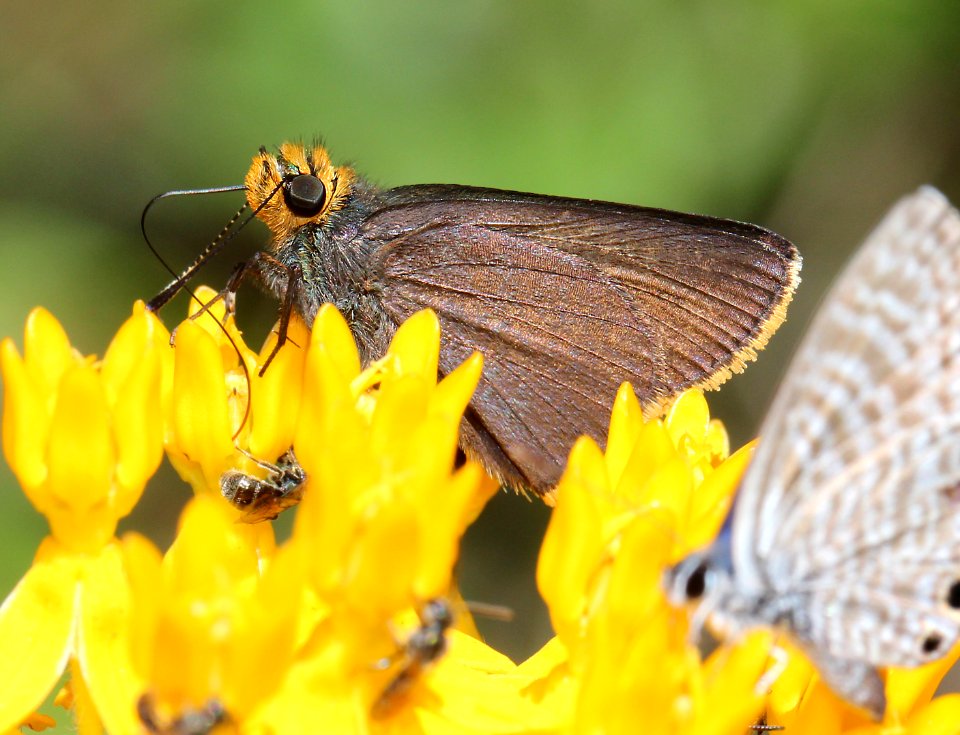 ROADSIDE-SKIPPER, ORANGE-EDGED (Amblyscirtes fimbriata) (6-26-13) comfort springs trail, carr peak area, huachuca mts, cochise co, az -04