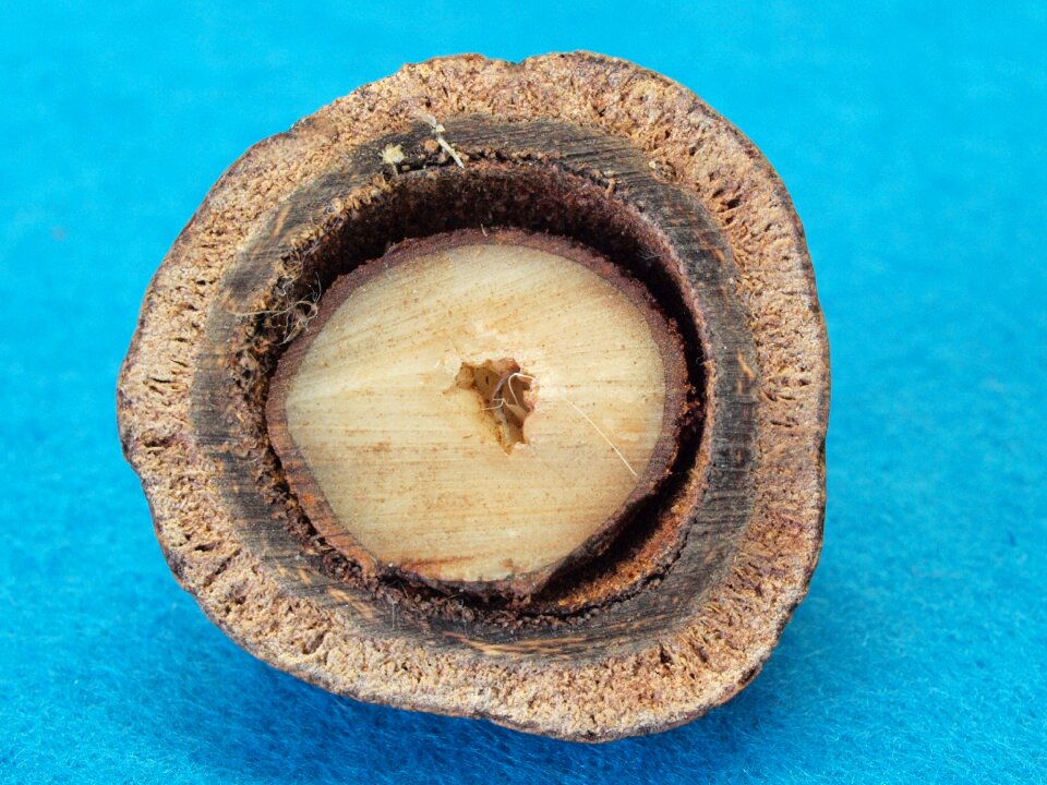 Hyphaene petersiana makalani nut the doum fruit