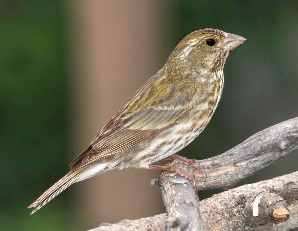 962 - PURPLE FINCH (4-28-09) female, canet rd, slo co, ca