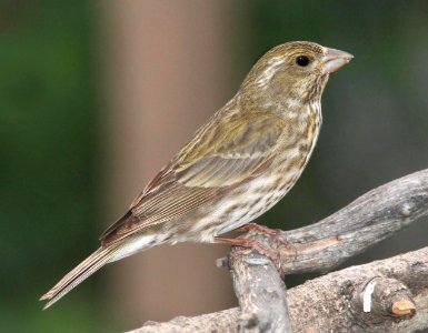 962 - PURPLE FINCH (4-28-09) female, canet rd, slo co, ca photo