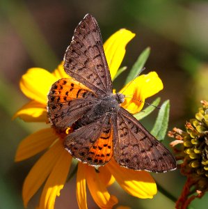 METALMARK, ARES (Emesis ares) (9-4-11) upper humbolt cyn, scc, az -02