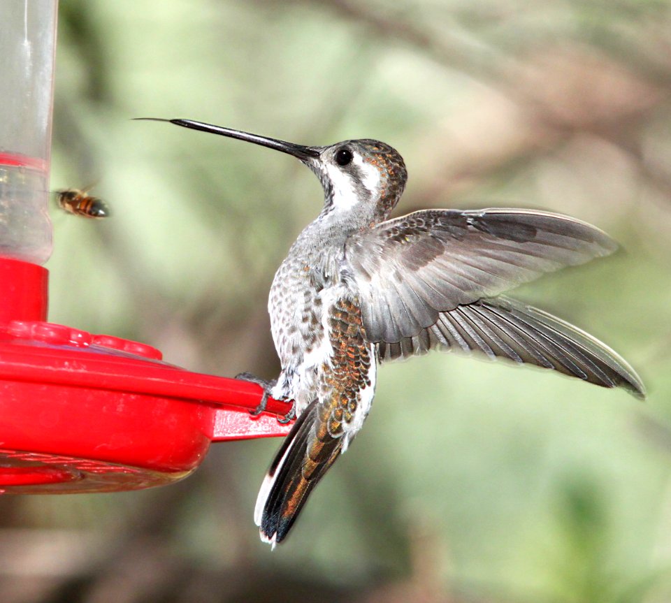 494 - PLAIN-CAPPED STARTHROAT (9-5-10) Paton's yard, Patagonia, scc, az - (4)
