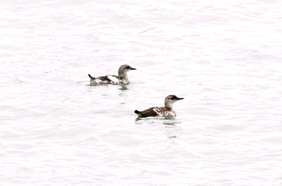 404 - BLACK GUILLEMOT (9-18-2018) stonington, hancock co, me -05