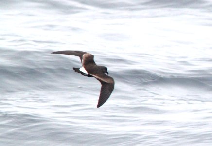 148 - LEACH'S STORM-PETREL (6-12-10) off santa barbara on the Condor, white-rumped race  (2)