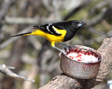 ORIOLE, SCOTT'S (3-23-11) sierra vista, cochise co, az -01