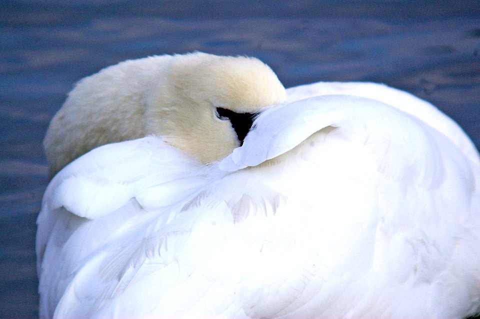 018 - MUTE SWAN (11-05) ch bay, maryland (2)