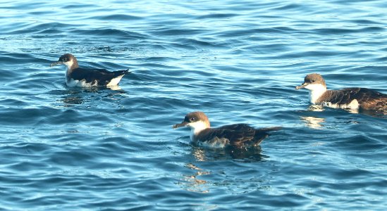 136 - MANX SHEARWATER (9-15-2918) MAS pelagic trip, out of bar harbor, me -12