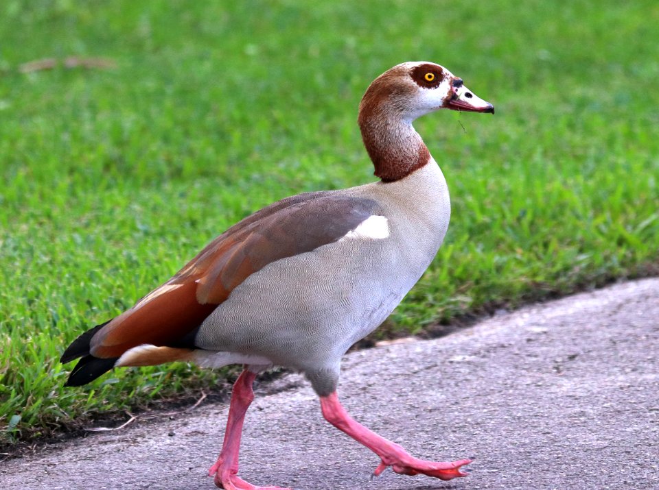 021.5 - EGYPTIAN GOOSE (1-7-2020) faichild botanical gardens , miami-dade co, fl -06 (5)