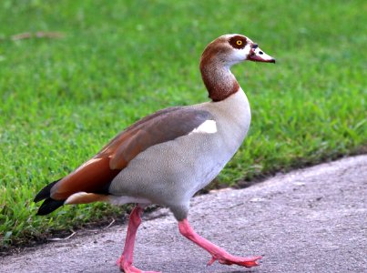 021.5 - EGYPTIAN GOOSE (1-7-2020) faichild botanical gardens , miami-dade co, fl -06 (5)